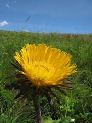 Berkheya macrocephala