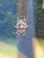 Araneus diadematus
