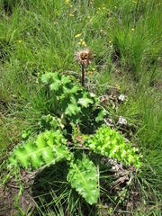 Berkheya macrocephala