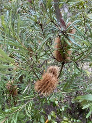 Banksia collina
