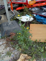 Sonchus oleraceus