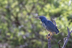 Ixobrychus sturmii