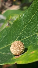 Acraspis quercushirta