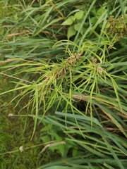Aceria tenuis