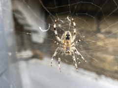 Araneus diadematus