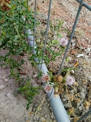 Cirsium arvense