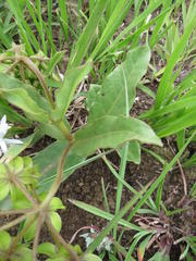 Asclepias fulva