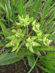 Asclepias fulva