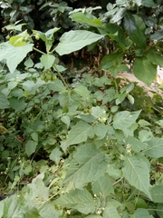 Solanum nigrum