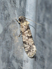 Morophaga morellus