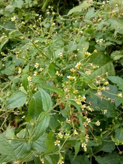 Galinsoga quadriradiata