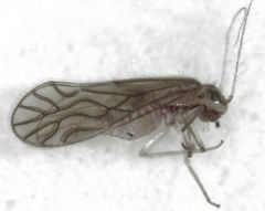 Austropsocus hyalinus