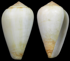 Conus anabelae