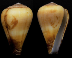 Conus anabelae