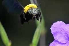 Xylocopa minor