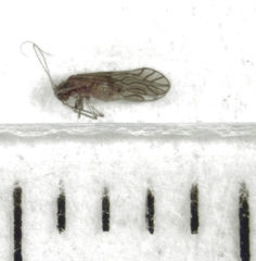 Austropsocus hyalinus