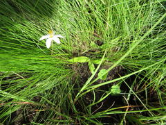 Hypoxis parvula albiflora