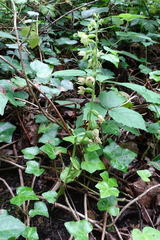 Epipactis albensis