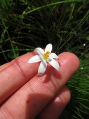 Hypoxis parvula albiflora