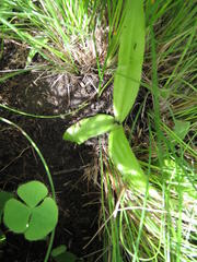 Hypoxis parvula albiflora