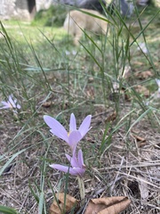 Colchicum autumnale