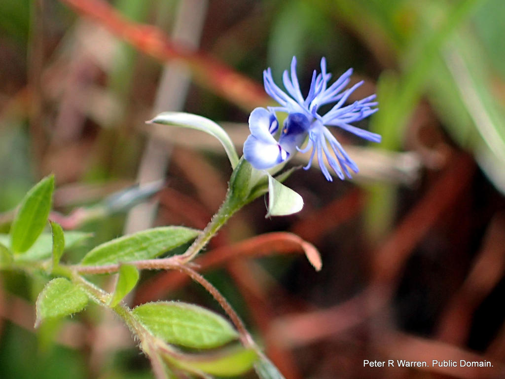 Polygala gerrardii