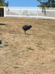 Porphyrio hochstetteri