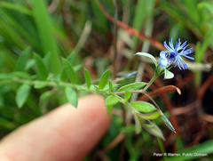 Polygala gerrardii