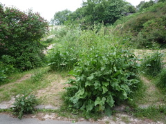 Rumex thianschanicus