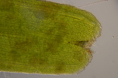 Zostera nigricaulis