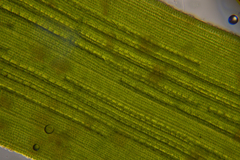 Zostera nigricaulis