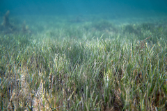 Zostera nigricaulis