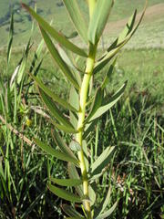 Lasiosiphon kraussianus kraussianus