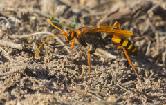 Cryptocheilus annulatus