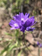 Dipterostemon capitatus