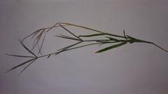 Chloris pycnothrix