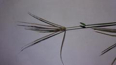 Chloris pycnothrix