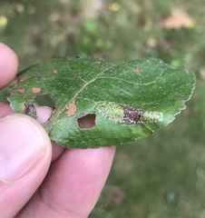 Phyllonorycter blancardella group