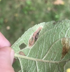 Phyllonorycter blancardella group