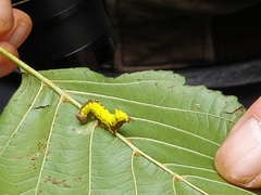 Notodonta dromedarius