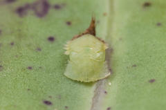 Cassida pudens