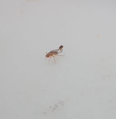 Drosophila busckii