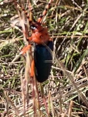 Stenaspis verticalis insignis