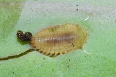 Cassida pudens