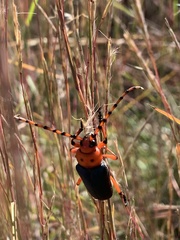 Stenaspis verticalis insignis