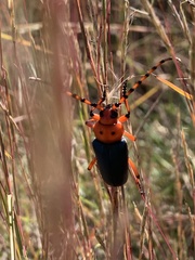 Stenaspis verticalis insignis