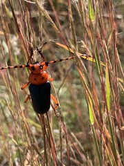 Stenaspis verticalis insignis