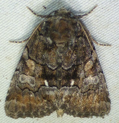 Chytonix sensilis Grote, 1881