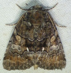 Chytonix sensilis