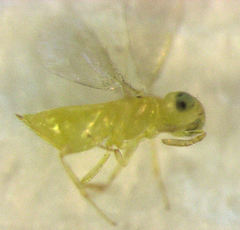 Aphytis